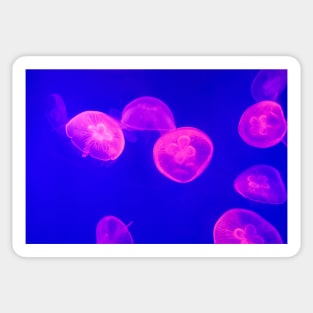 Jellyfish Artwork Sticker